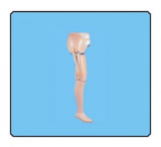 Conventional Trans-tibial Prosthesis